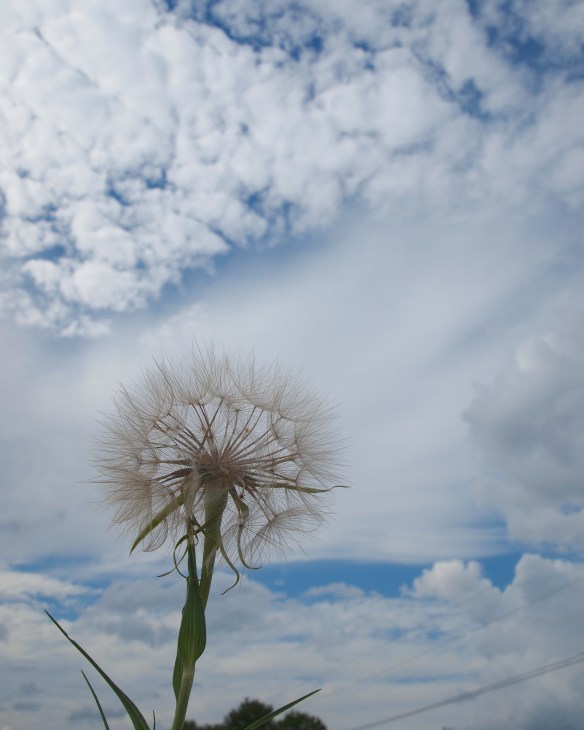 I like the delicate structure and I like to find a way to look at them in new ways