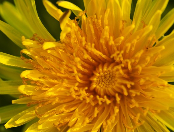 The structure of the actual flower is pretty amazing even before it goes to seed.