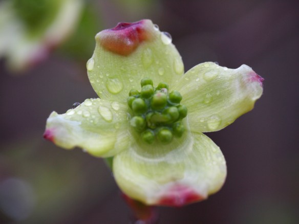 A newly opened dogwood drenched in the rain