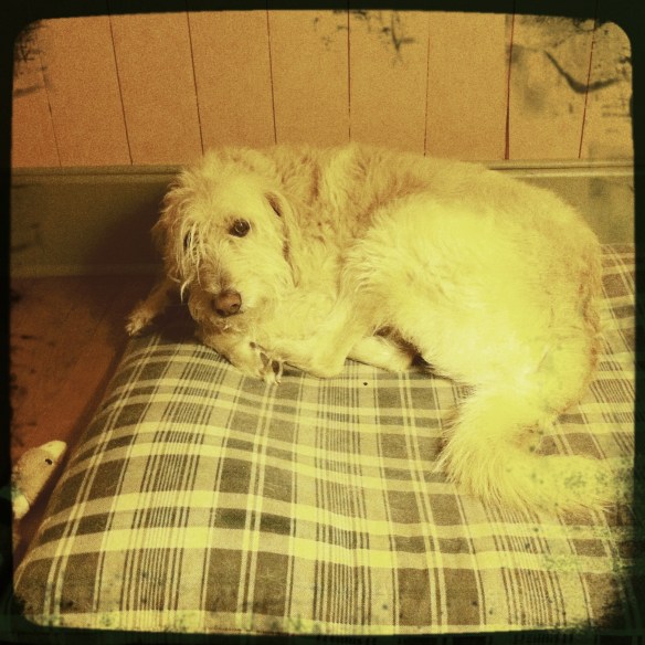 "He believes he is a tiny dog"