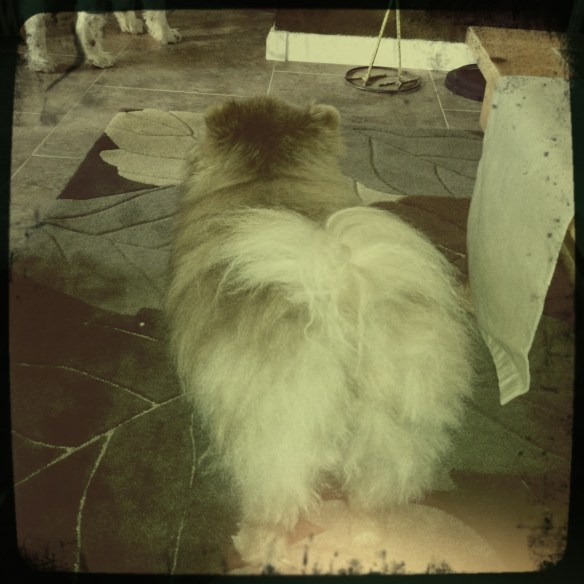 "King of the dingle-berry"