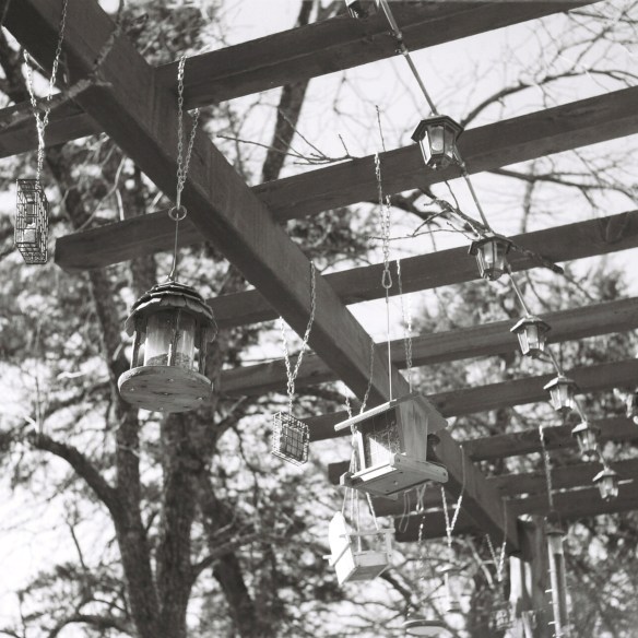 This is the bird buffet. The aperture was closed down to see if I could keep the detail in the trees as well as the pergola and feeders.