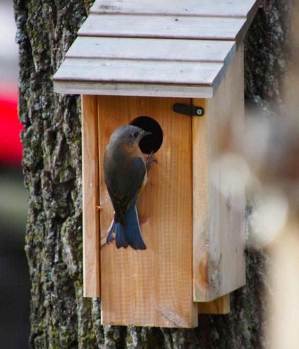 Mrs. Happiness is finally happy with the living room...