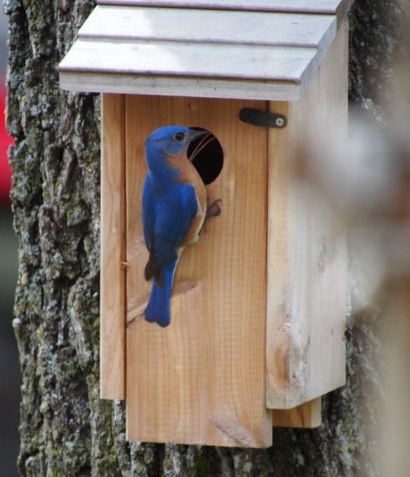 Mr. Happiness moves in the furniture...