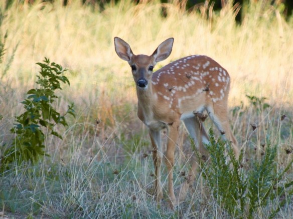 This shot gives a clearer picture of the marking in the fawn's nose.