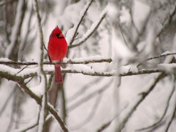 Avoiding my glance in the crepe myrtle...