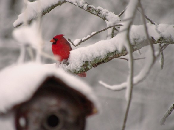 Ignoring me behind a birdhouse...