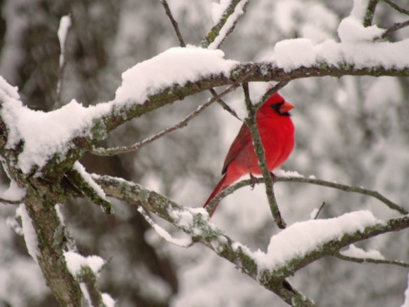 Puffed and posing in the branches...