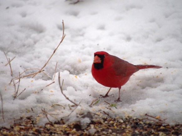 Digging through the ice for his next meal...