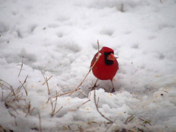 Doing his best impression of an Angry Bird...