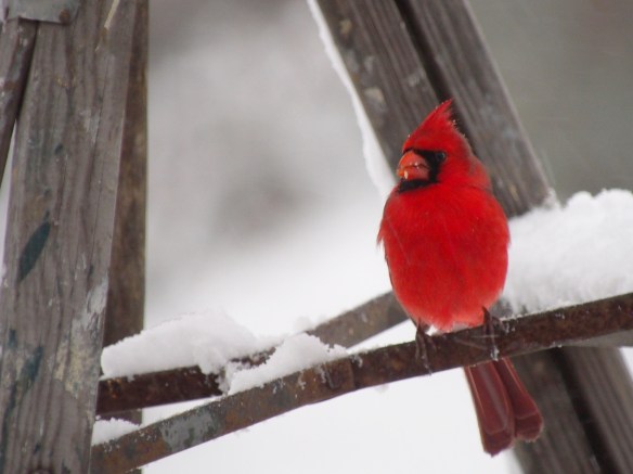 No superstition here, he's taking refuge under a ladder.