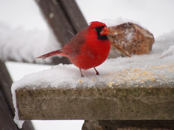 Out on a ledge feasting on cracked corn...
