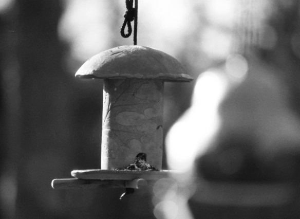Ceramic bird feeders in the sunshine - I had the aperture wide open and enjoyed playing with the DOF