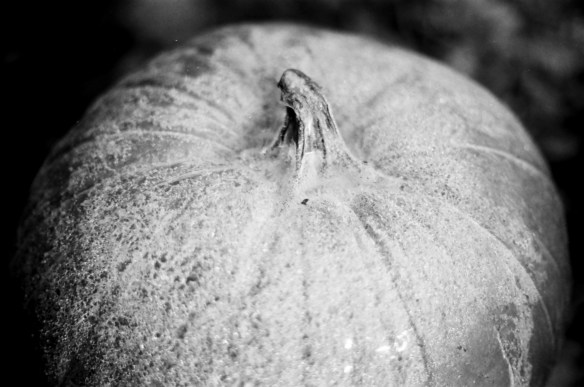 A close up of the frosty pumpkin - I love how it disappears into the darkness of the shadows. 