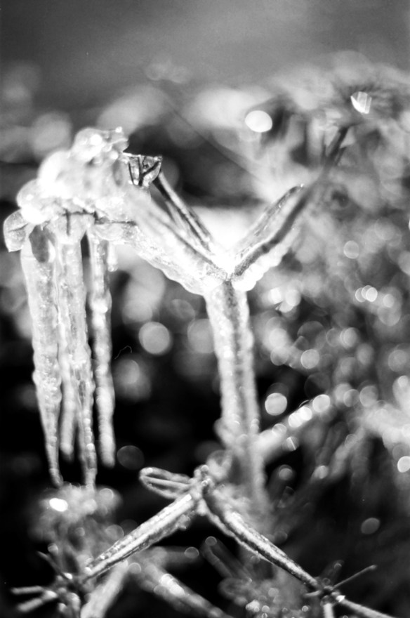 Shot with the 50mm wide open. I love the way that lens creates those circles outside of the area in focus, I hadn't imagined that the effect would be so interesting in B&W.