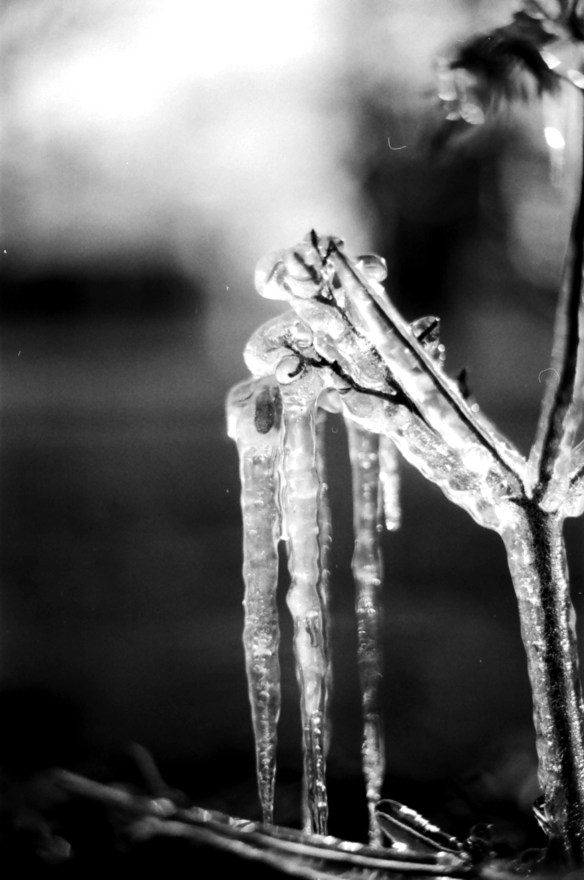 Another shot of icicles on frozen branches. The sunlight almost illuminates the icicles. The smoother bokeh isolates them, making it easier to see what the image actually is.