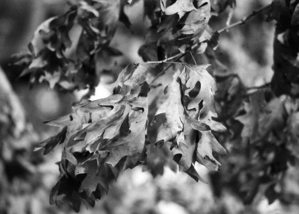 These dried leaves were still hanging on in mid February. Again shot at f1.8.