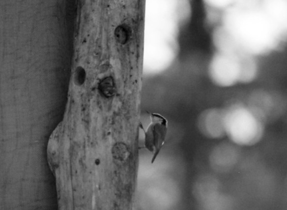 I had to try to get one bird shot - I used an old zoom. It was tough to focus a something that moved so fast in the old-school focussing screen. I like the soft look of it.