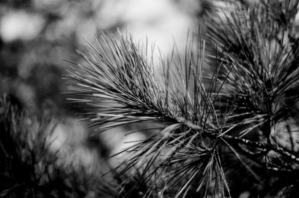 Pine needles in the cold sunshine. Very shallow DOF