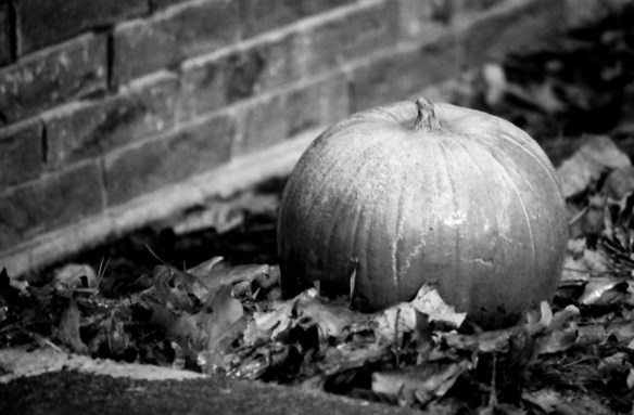 There was actually frost on this pumpkin. I do love the way the greys in black and white film print. So many shades of grey. It's tough to pull this off in photoshop.