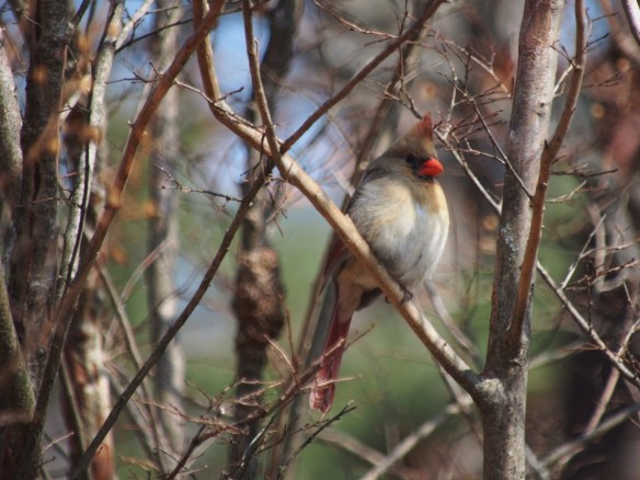 I see that the human has placed some fruit and sunflower seeds on that ladder - so tempting...