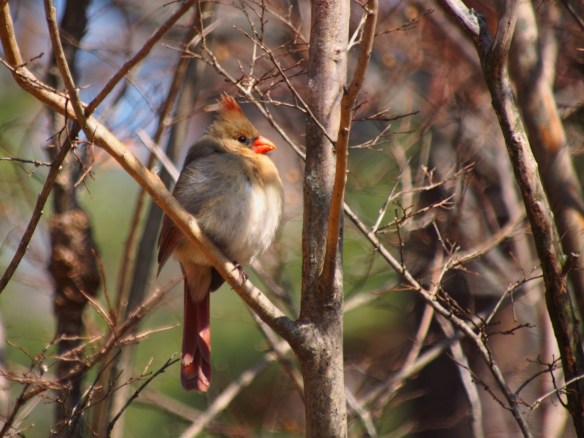 I'm staying put, I wonder if she delivers.