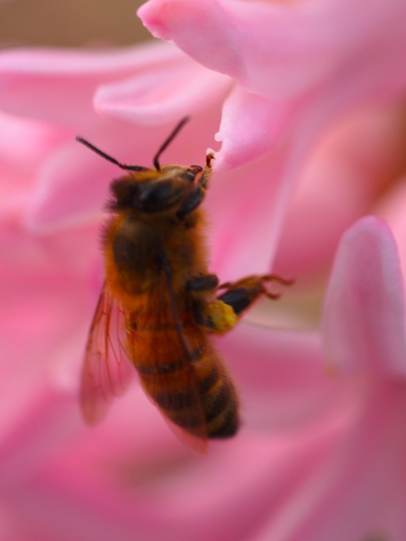 Honey Bee 20130402-212253.jpg