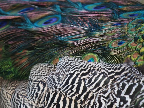 Photography is about more than mechanics - it's about a point of view - I'm grateful to share my point of view with you.