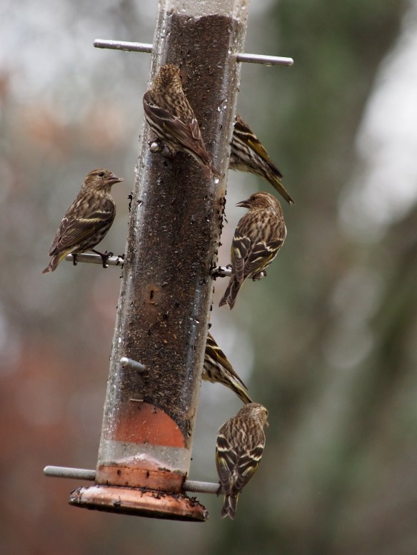 Of course! Pull up a perch!