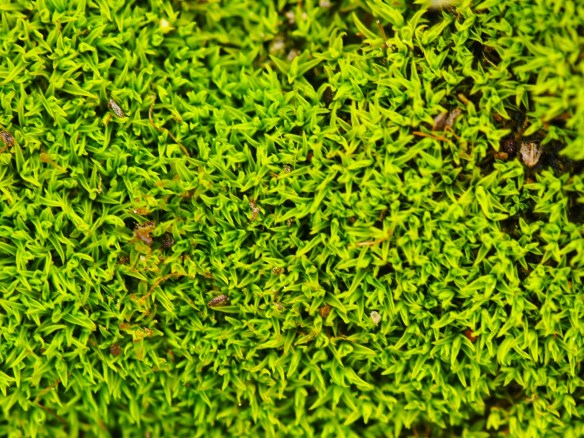 From eye level this looks like moss on a rock. When you get down to ground level it is much more complex than expected.