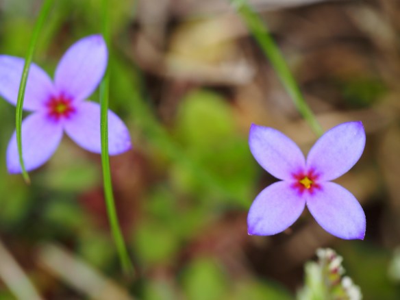 I think this is some form of bluet - it measures about a quarter inch across.