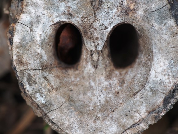 Is this the face of an owl? Nah, it's just the shell of a black walnut - it was probably a winter  meal for a squirrel