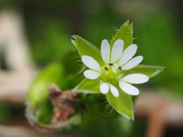 I see these every year, they are low - under the grass. This one seems to have extra petals.
