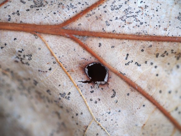 The remains of our glorious autumn are still around. I snapped this by accident, I was not even planning a shot - stupid trigger finger. Sometimes a great lens makes a decent shot out of a misfire.