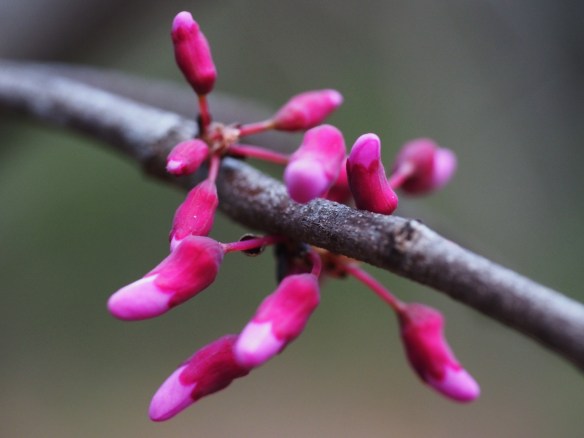 I was beginning to despair. The heat last year did so much damage and until yesterday I saw no buds. They are higher up, I'm hoping they fill in. These are edible and quite tasty in a salad.