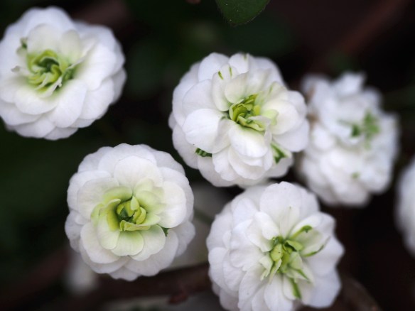 These flowers appear to float in the woods. They are about a half-inch across...