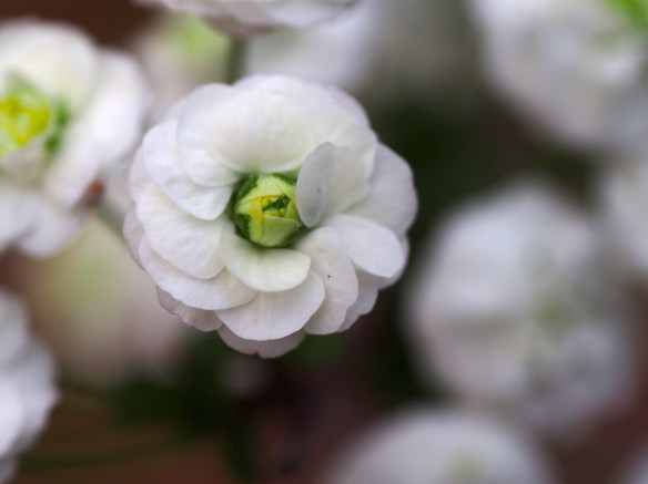 ...and resemble very tiny roses. These are tough to shoot because the are on very thin branches that move with any breeze.