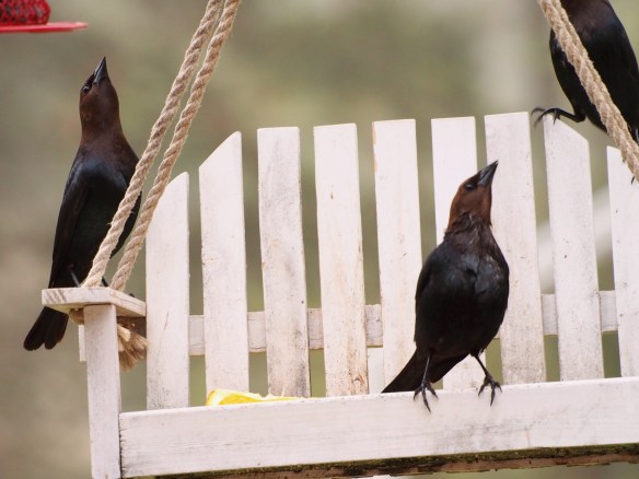 I spotted the makes on the swing - the third entered my frame as I snapped this shot.