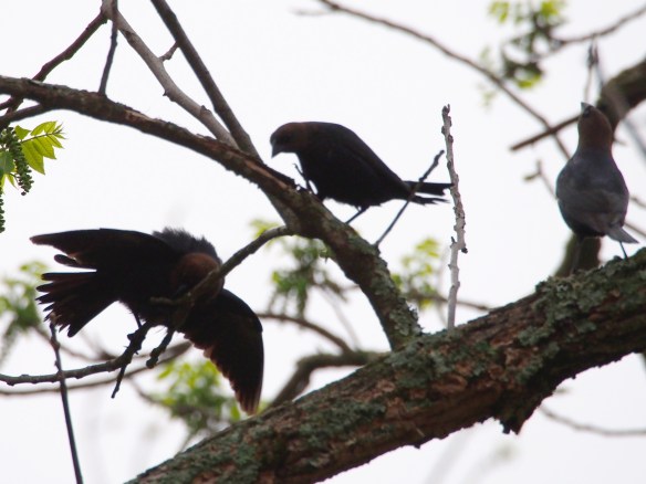 The male on the left does the cowbird version of the Electric Slide.