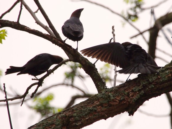 The cow-boy on the right answers with an amazing extension of plumage.