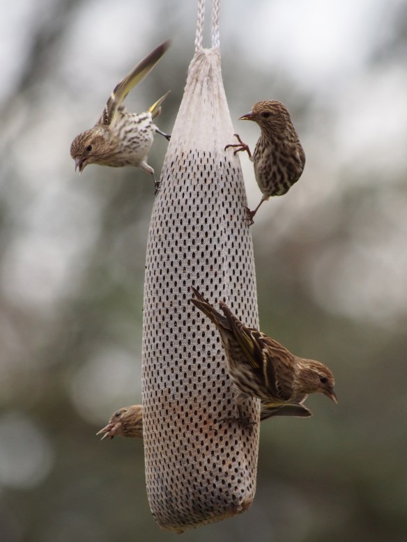 Make way for the boss of the sock!