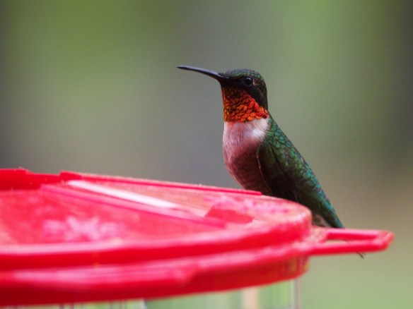 He turns slightly and catches the light again