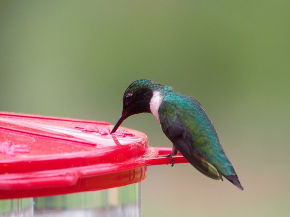 And finally he turns back to feed - his back feathers are pretty impressive too
