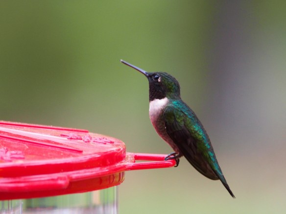 The same male, turned away from the porch light 