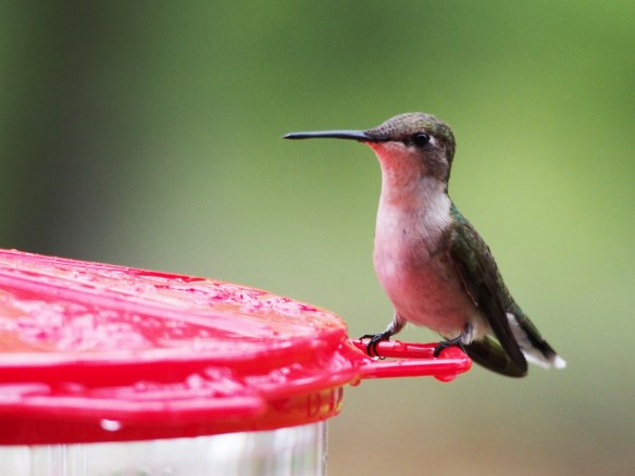 This small female is very assertive about her feeder territory
