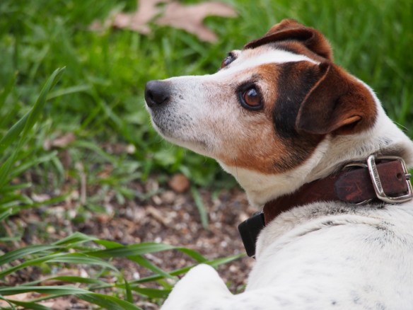 Squeegee's nap is interrupted by the arial display above