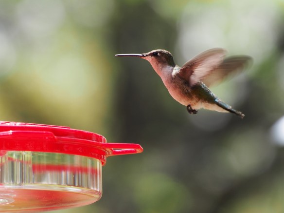 The first scout arrives.