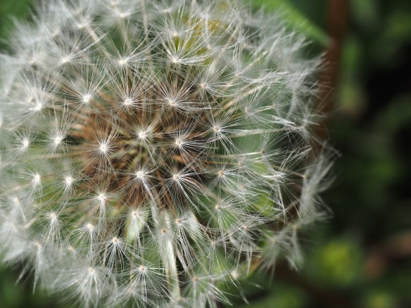 The symmetrical seed ball is also filled with structure and geometry,