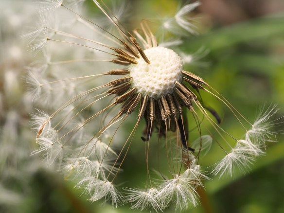 As you get closer you can see the almost engineered structure that holds the whole seed system together.
