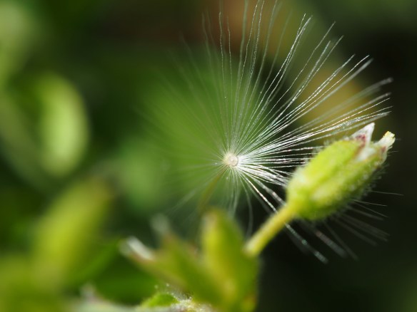 The seed of the dandelion suspended from the center of a pinwheel of very fine parachute. It not only keeps the seed airborne to scatter in the wind - it makes for a perfect landing with the seed down.